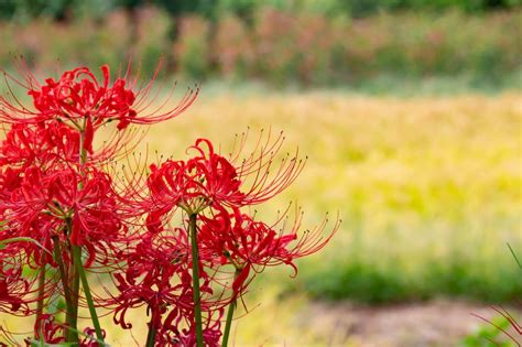 彼岸花風水|彼岸花の風水的飾り方！曼珠沙華と呼ばれる花の本当のパワー！